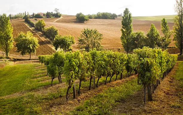 Vineyard in Gascogny, France.