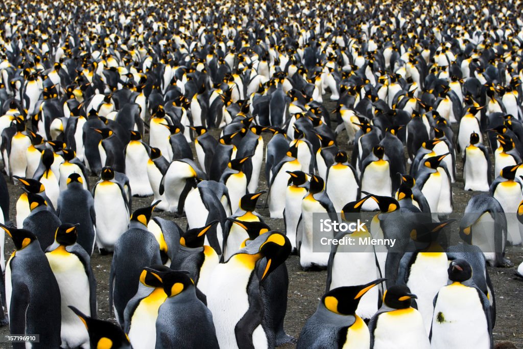 Colonia de pingüinos con cama King - Foto de stock de Pingüino cara blanca libre de derechos