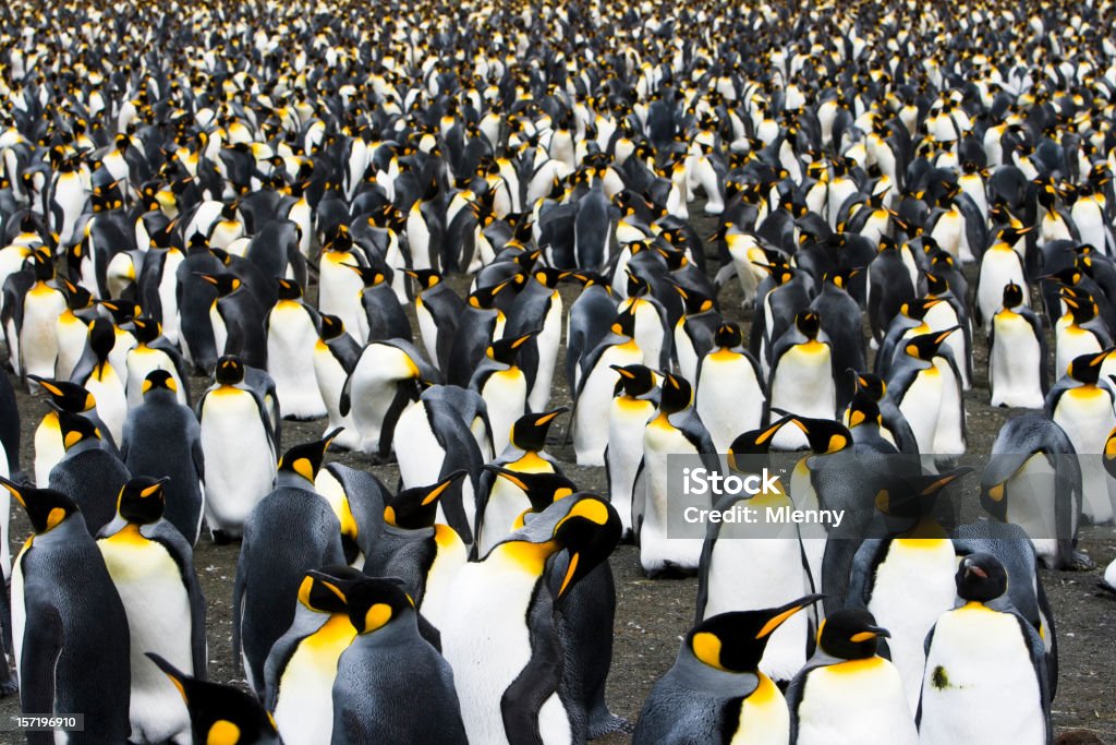 Colonie de pingouins avec très grand lit - Photo de Manchot royal libre de droits