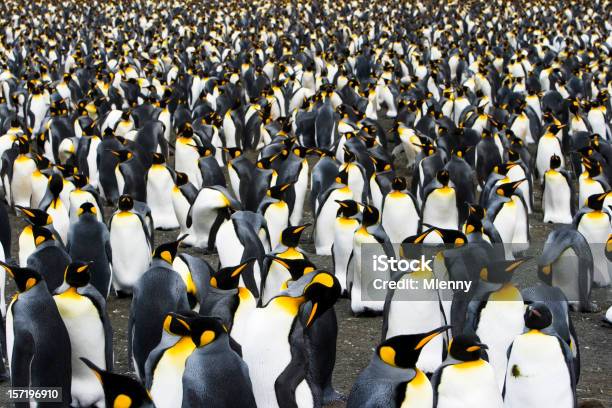 Colonia Di Pinguini Con Letto King Size - Fotografie stock e altre immagini di Pinguino reale - Pinguino reale, Antartide, Ambientazione esterna