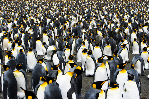 Small black and white penguin by the water before going swimming