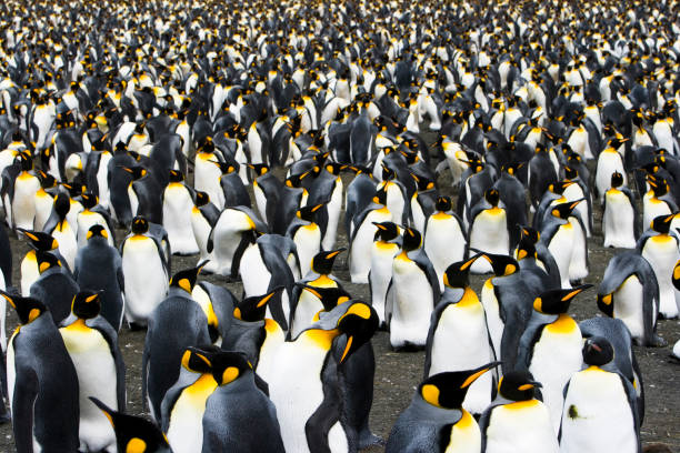 King Penguin Colony  king penguin stock pictures, royalty-free photos & images