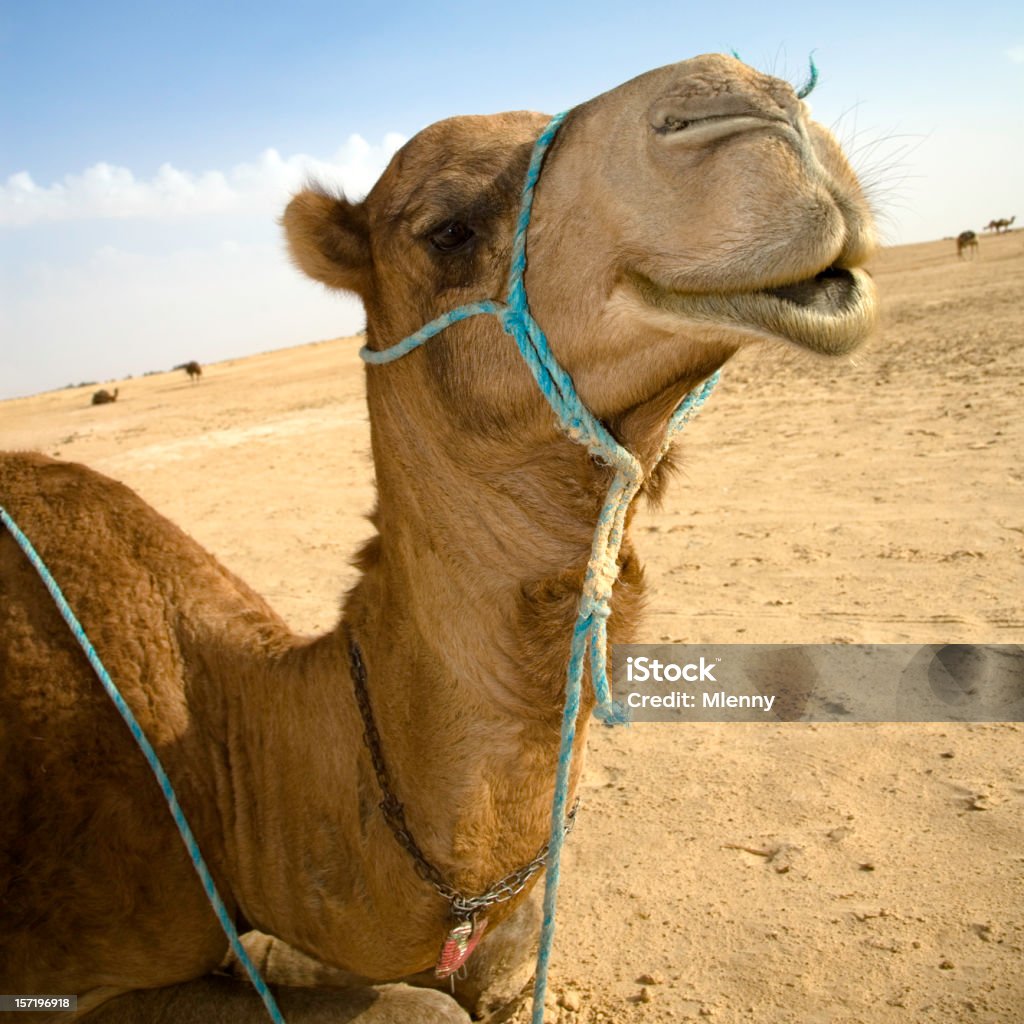 Color cuoio sahara - Foto stock royalty-free di Africa