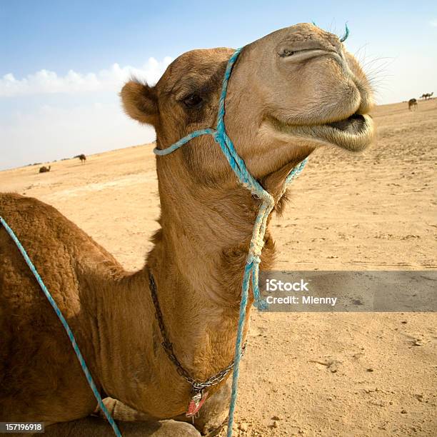 Foto de Sahara Camelo e mais fotos de stock de Animal - Animal, Areia, Cabeça de animal