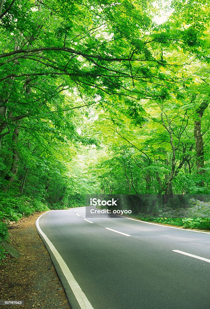 Forest Road - Foto de stock de Vía libre de derechos