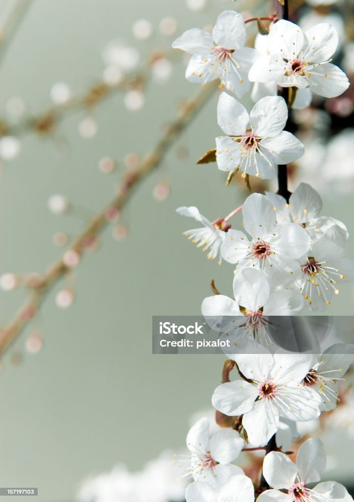 Fiori primaverili - Foto stock royalty-free di Ambientazione esterna