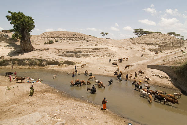 중유럽식 life at the river - animal africa ethiopia mule 뉴스 사진 이미지