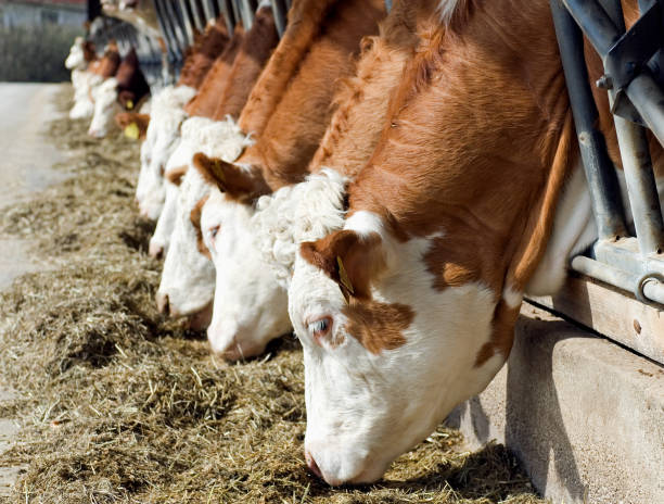 Cow stock photo