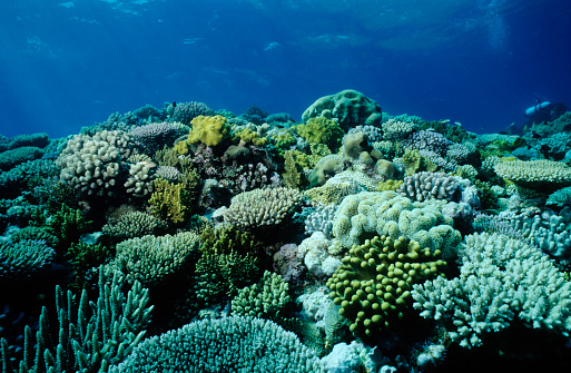 Part of staghorn coral bleaching caused by sea water thermal rising due to climate change and global warming. Coral colony turn to white from excessive seawater temperature can lead to coral mortality