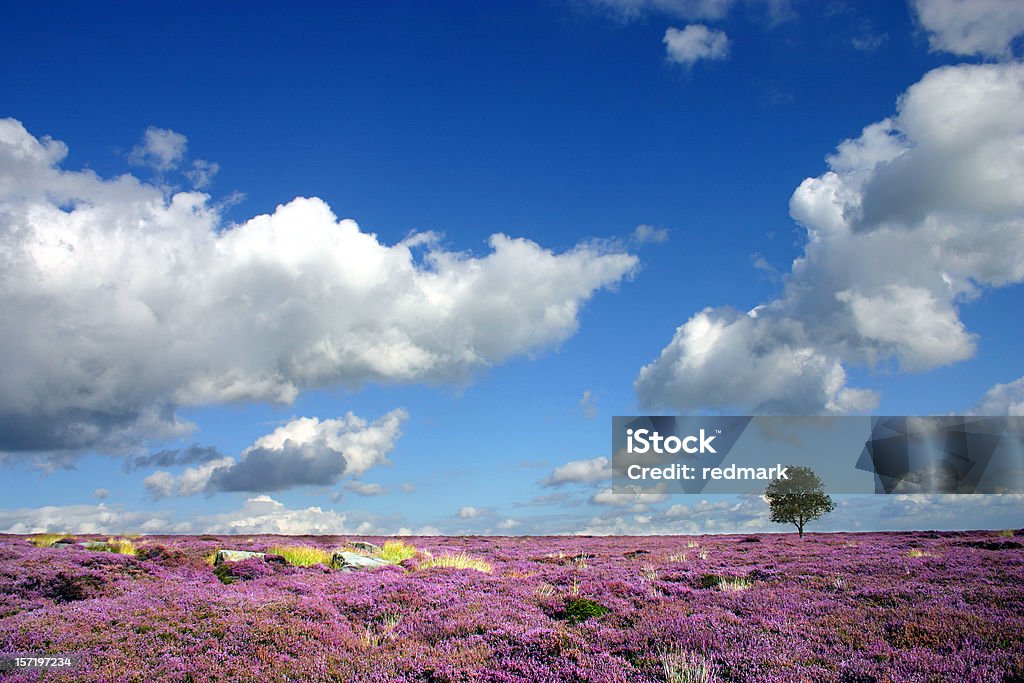 Na Moorland heather paisagem em Derbyshire Inglaterra - Foto de stock de Parque Nacional do Peak District royalty-free