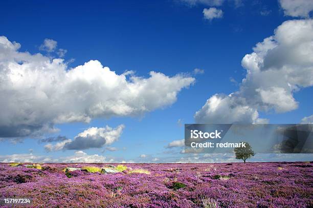 Foto de Na Moorland Heather Paisagem Em Derbyshire Inglaterra e mais fotos de stock de Parque Nacional do Peak District