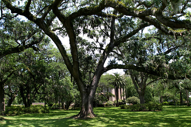 istock Spanish Moss on Live Oaks, Southern Mansion 157197241