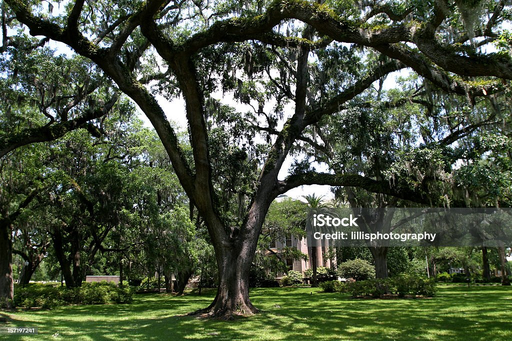 Spanish Moss on Live Oaks, Southern Mansion Spanish Moss, Southern Mansion Yard - Grounds Stock Photo