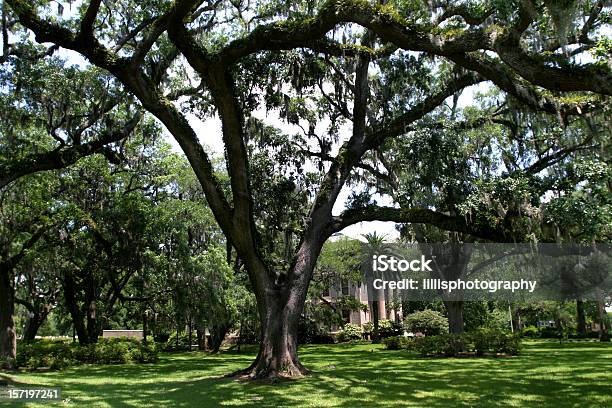 Spanish Moss On Live Oaks Southern Mansion Stock Photo - Download Image Now - Yard - Grounds, Live Oak Tree, Oak Tree