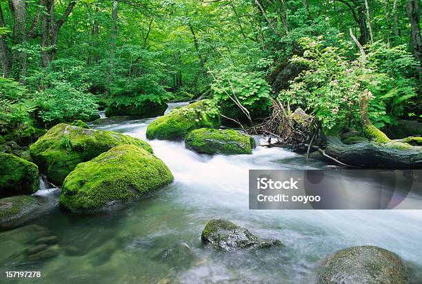 Japanese Górski Potok - zdjęcia stockowe i więcej obrazów Prefektura Aomori - Prefektura Aomori, Japonia, Rzeka