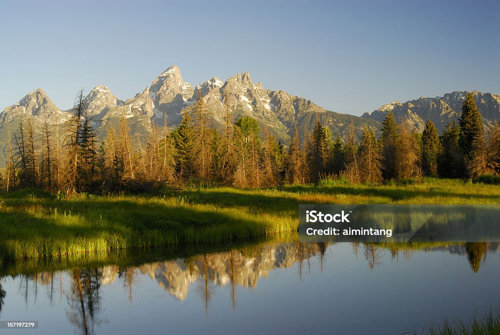 Réflexion de Teton - Photo de Arbre libre de droits