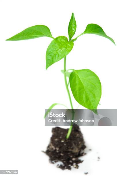 Neue Plant Stockfoto und mehr Bilder von Anfang - Anfang, Blatt - Pflanzenbestandteile, Eintopfen