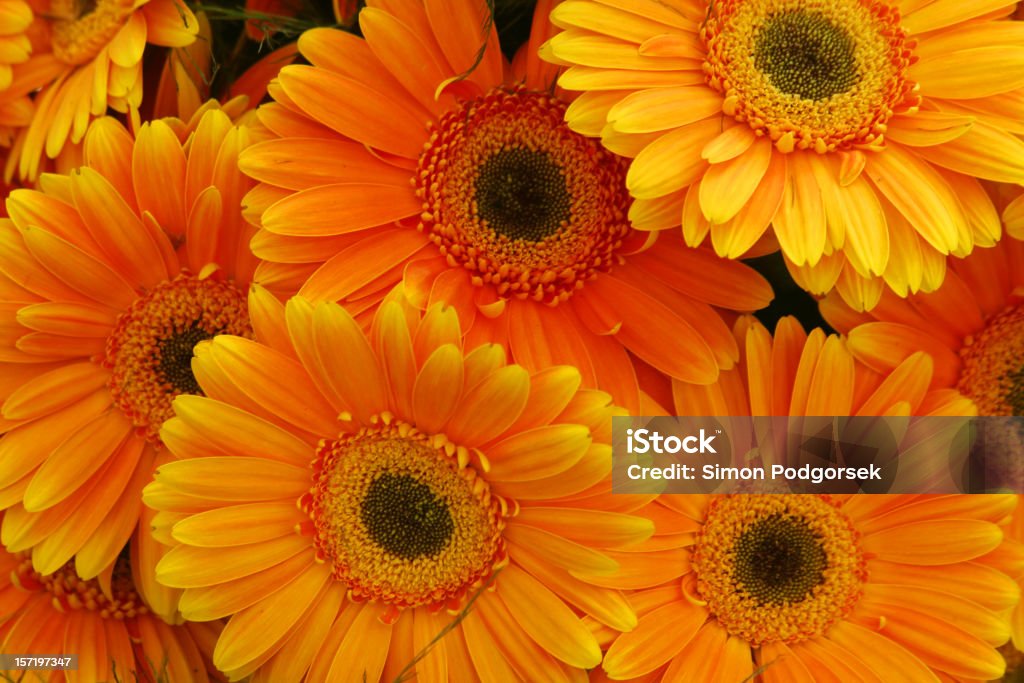 Sunflowers  April Stock Photo