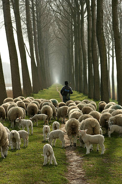 Shepherd and a flock of sheep following him Shepherd carrying a shepherd's staff walking on a narrow footpath between tall trees near a canal between Damme and Bruges in Belgium. The herder is leading the flock of sheep and many small lambs who are all following him while grazing the grass. It's almost a biblical scene, which could be used for many religious, christianity, or spirituality concepts.  herd stock pictures, royalty-free photos & images