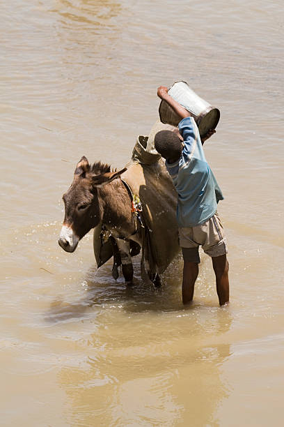 방법을 저수시설 - animal africa ethiopia mule 뉴스 사진 이미지