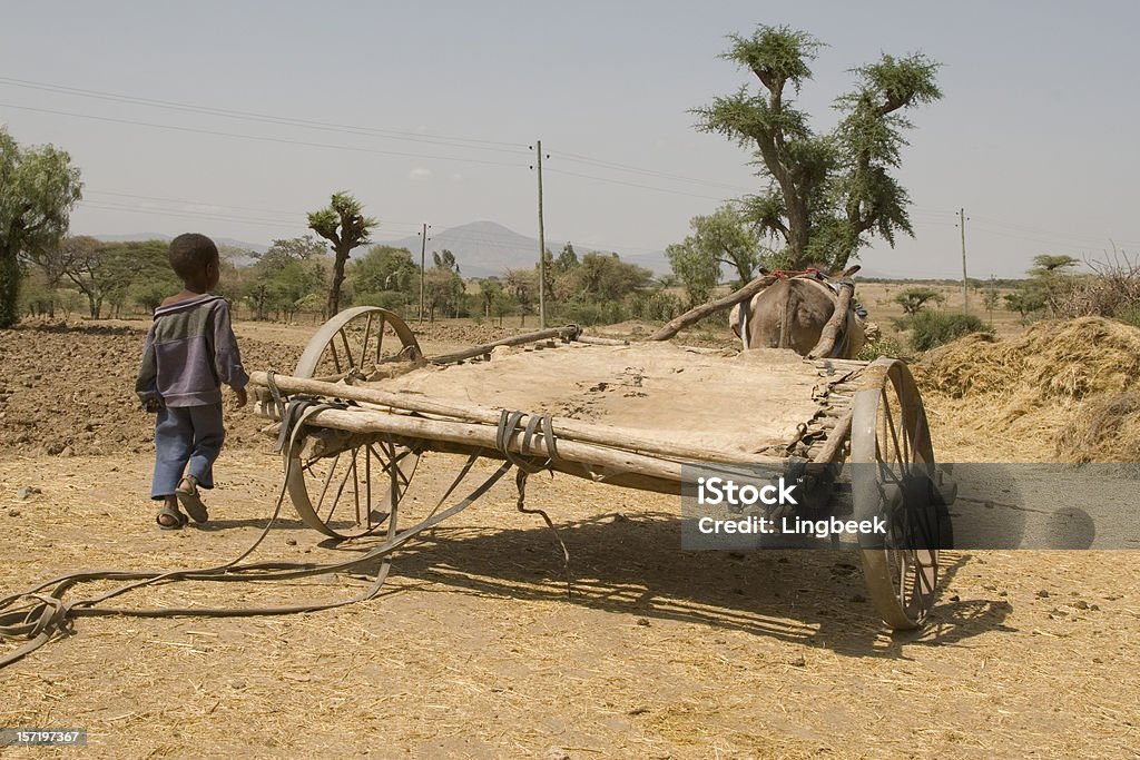 Asino africano wagon Etiopia - Foto stock royalty-free di Etiopia