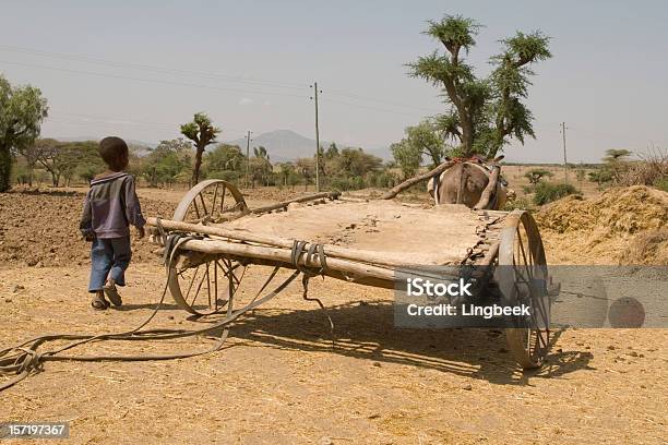 Asino Africano Wagon Etiopia - Fotografie stock e altre immagini di Etiopia - Etiopia, Povertà, Biga