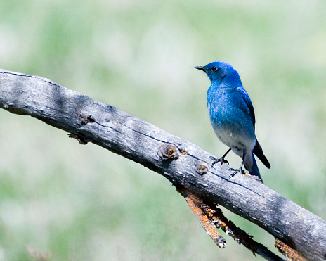 a blue bird on the branch of tree.