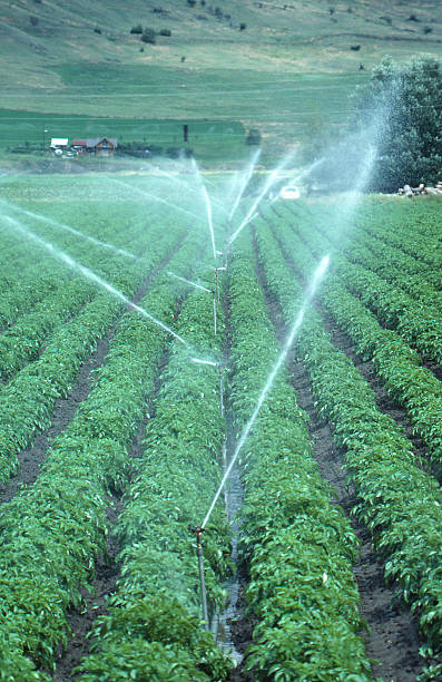 irygacja - irrigation equipment crop agricultural sprinkler homegrown produce zdjęcia i obrazy z banku zdjęć