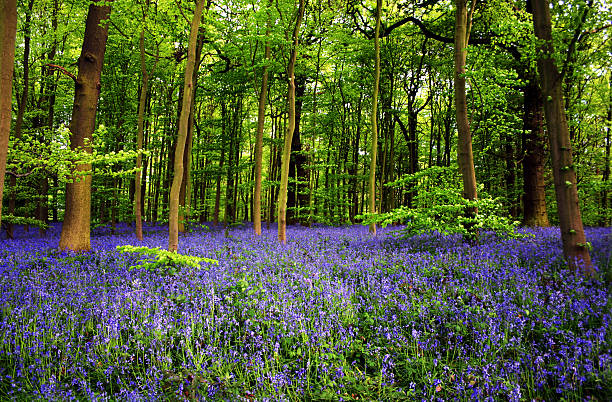 Bluebell flowers in Sherwood Foest Nottingham UK  beech tree photos stock pictures, royalty-free photos & images