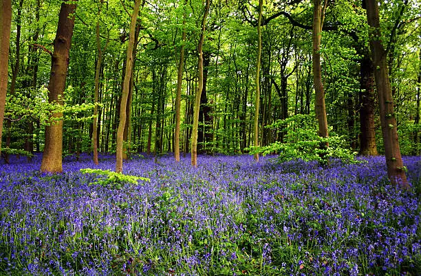 Photo of Bluebell flowers in Sherwood Foest Nottingham UK