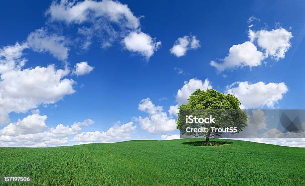 Landscape Stock Photo - Download Image Now - Tree, Agricultural Field, Beauty