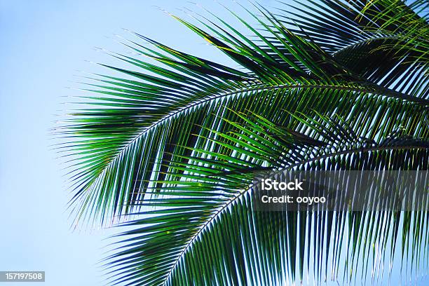 Foglie Di Palma - Fotografie stock e altre immagini di Albero - Albero, Albero tropicale, Cielo