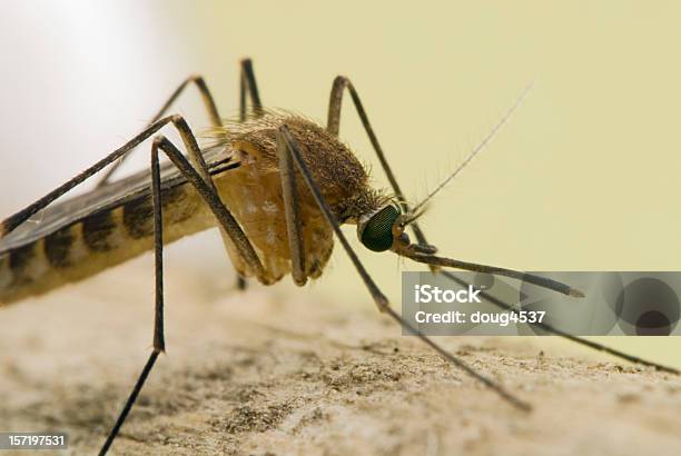 Vista Lateral Mosquito Retrato 2 - Fotografias de stock e mais imagens de Mosquito - Mosquito, Adulto, Biologia
