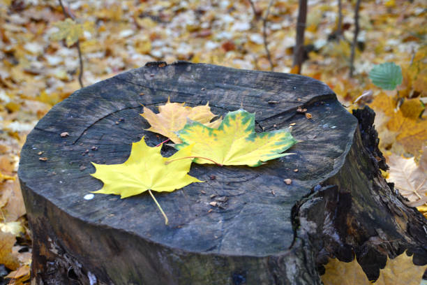 istock three yellow maple leaves on the tree stump in the forest isolated close up 1571975504