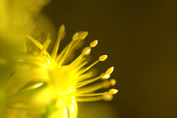 Cтоковое фото Желтый Stamens