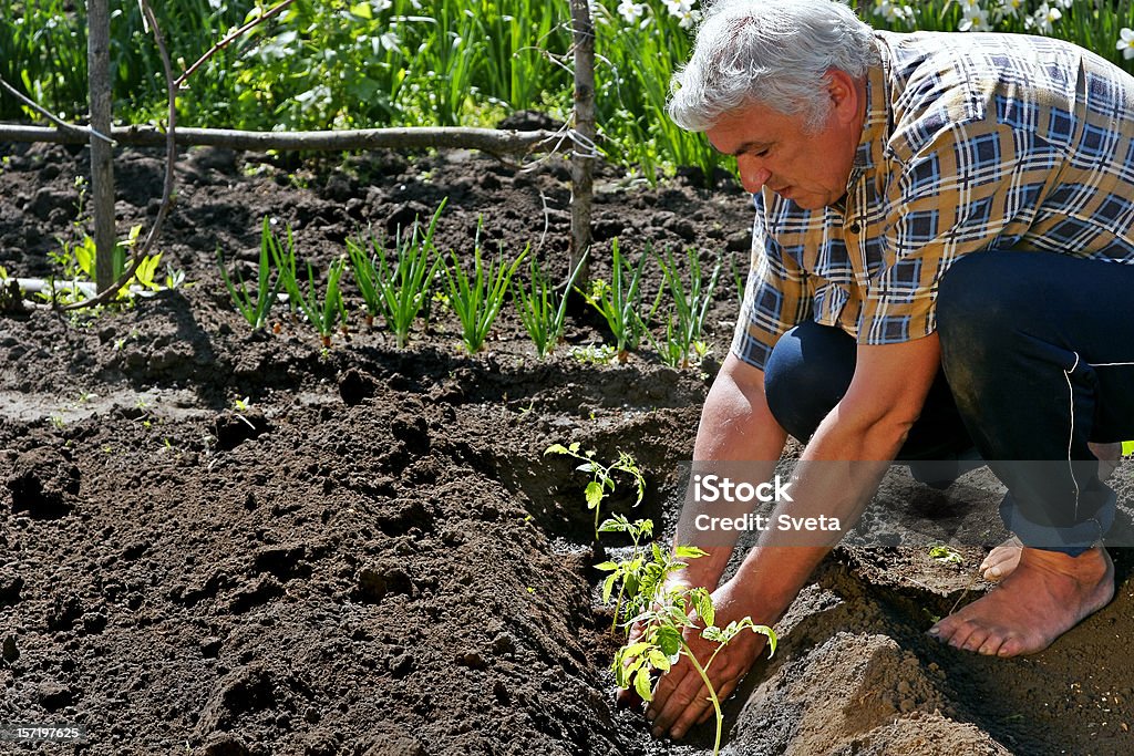 Tomates planter n ° 3 - Photo de Agriculteur libre de droits