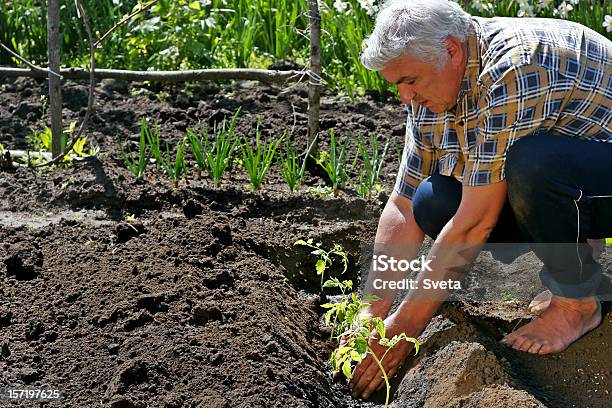 Tomates Plantando3 - Fotografias de stock e mais imagens de Agricultor - Agricultor, Horta, Plantar