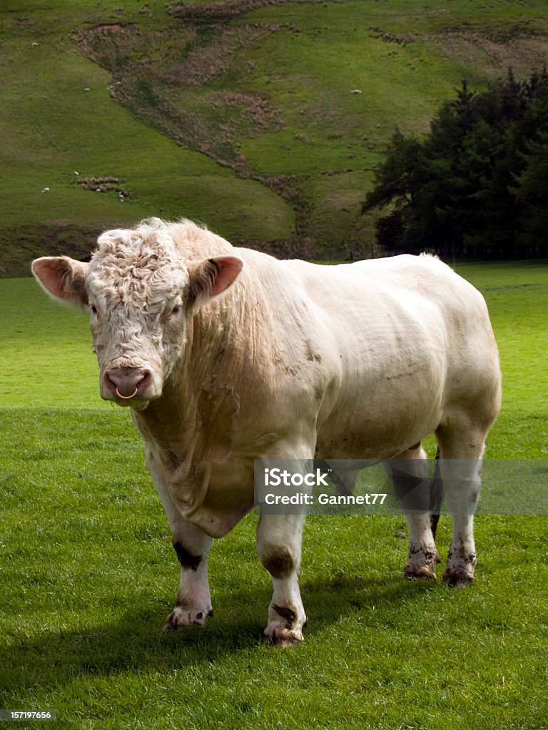 Charolais Bull, Scozia - Foto stock royalty-free di Toro - Bovino
