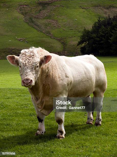 Charolais Bull Scozia - Fotografie stock e altre immagini di Toro - Bovino - Toro - Bovino, Vacca Charolaise, Agricoltura