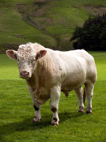 A Charolais bull in a field in Scotland