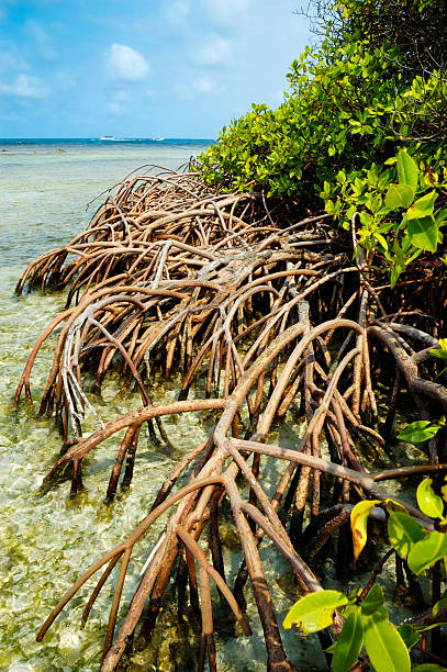 Mangrove forest and shallow waters in a Tropical island.-