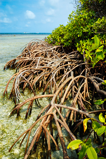 Mangrove forest and shallow waters in a Tropical island.-