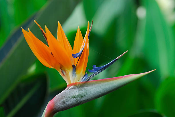 istock Bird of Paradise 157197705