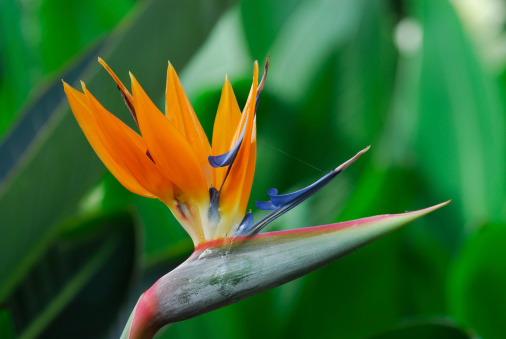 Colorful of Bird of paradise flower