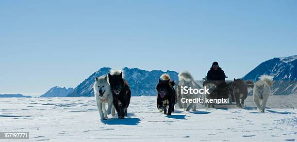 Ciągnąć - zdjęcia stockowe i więcej obrazów Grenlandia - Grenlandia, Pies zaprzęgowy, Ameryka Północna