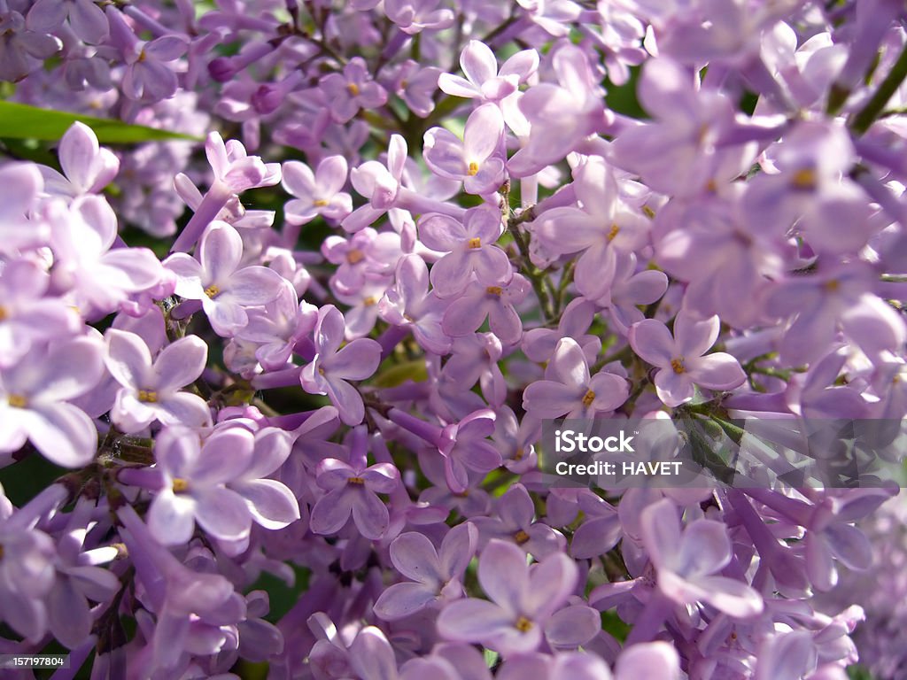 Purple lilacs - Zbiór zdjęć royalty-free (Botanika)