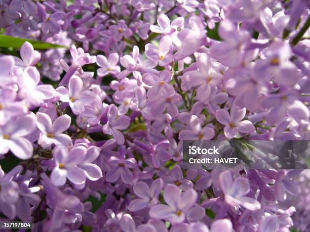 Purple Lilacs - zdjęcia stockowe i więcej obrazów Botanika - Botanika, Fotografika, Horyzontalny