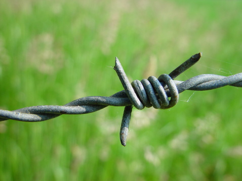 close up of a piece of barbed wire with a defocussed green grass background.                    