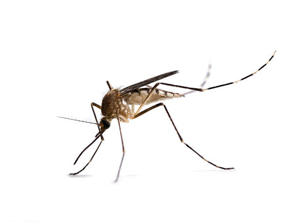 moustique isolé sur blanc - moustique photos et images de collection