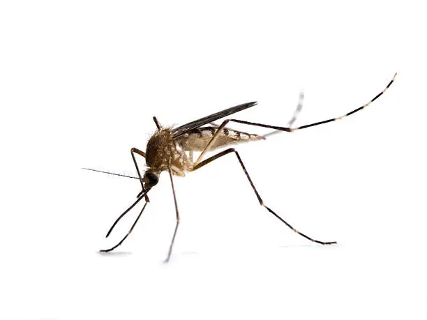 An Aedes canadensis mosquito isolated on white background.  Aedes canadensis are a common pest mosquito and may be possible West Nile Vectors.